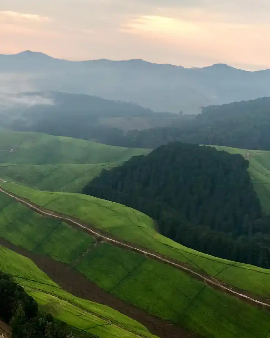 Foto: Amanecer entre los campos de té de Nyungwe · Ruanda