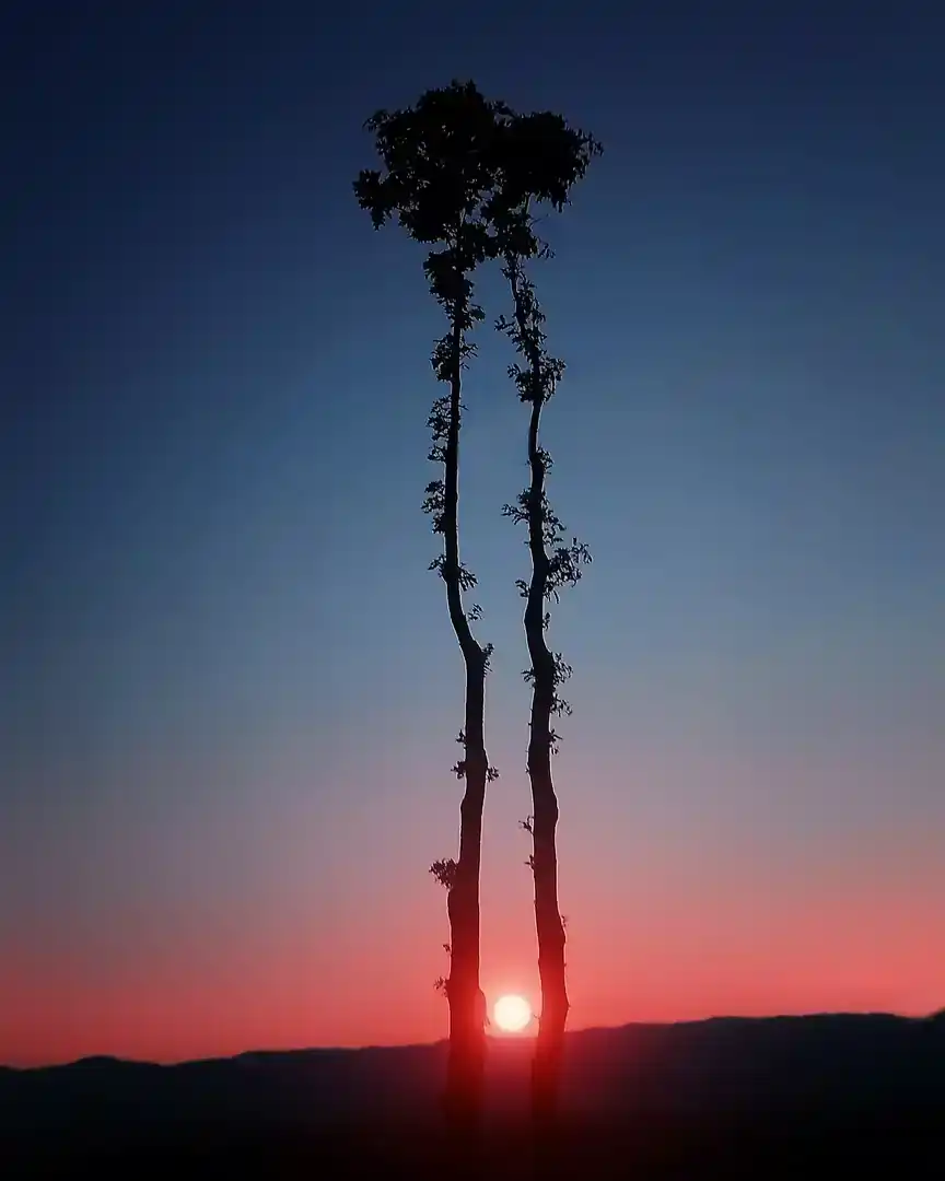 Foto: Atardecer entre robles en Dumnicë · Kosovo