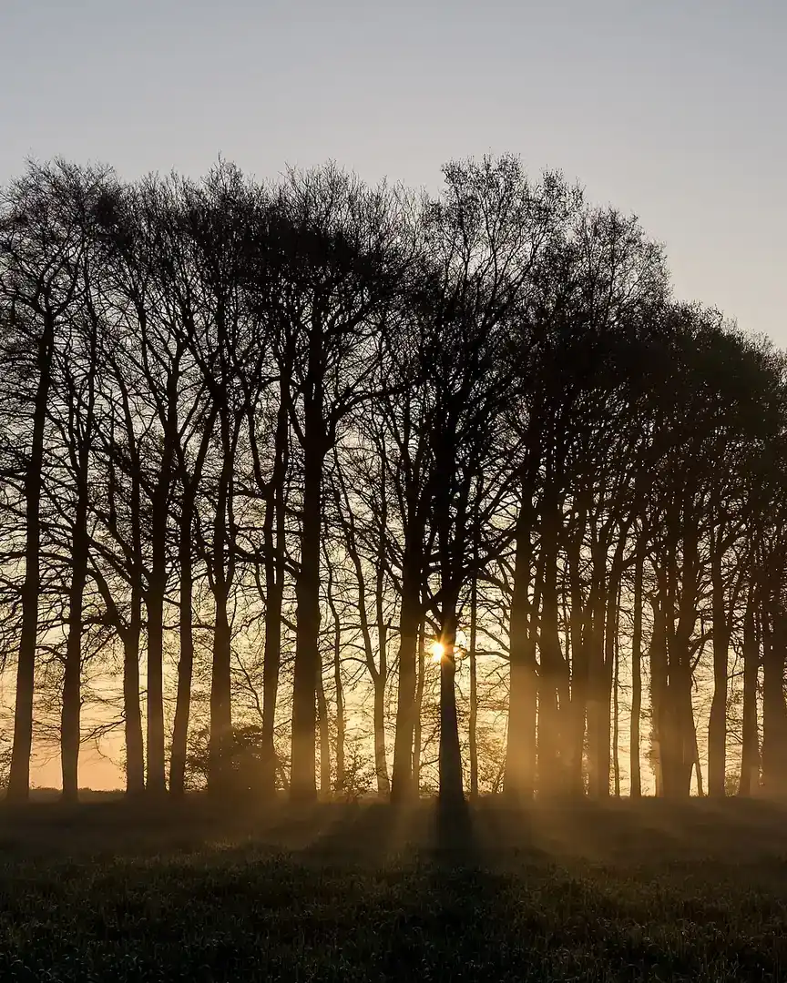 Foto: Amanecer con bruma en Welte, Dülmen · Alemania