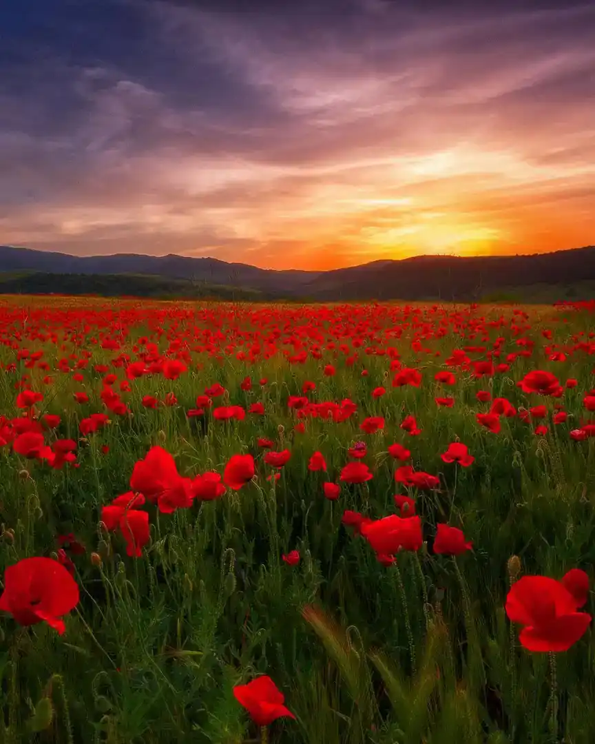 Foto: Atardecer entre amapolas en Guelma · Argelia