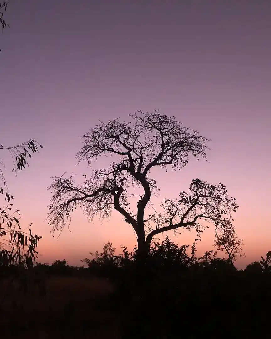 Foto: Atardecer en la sabana de Koulikoro · Mali