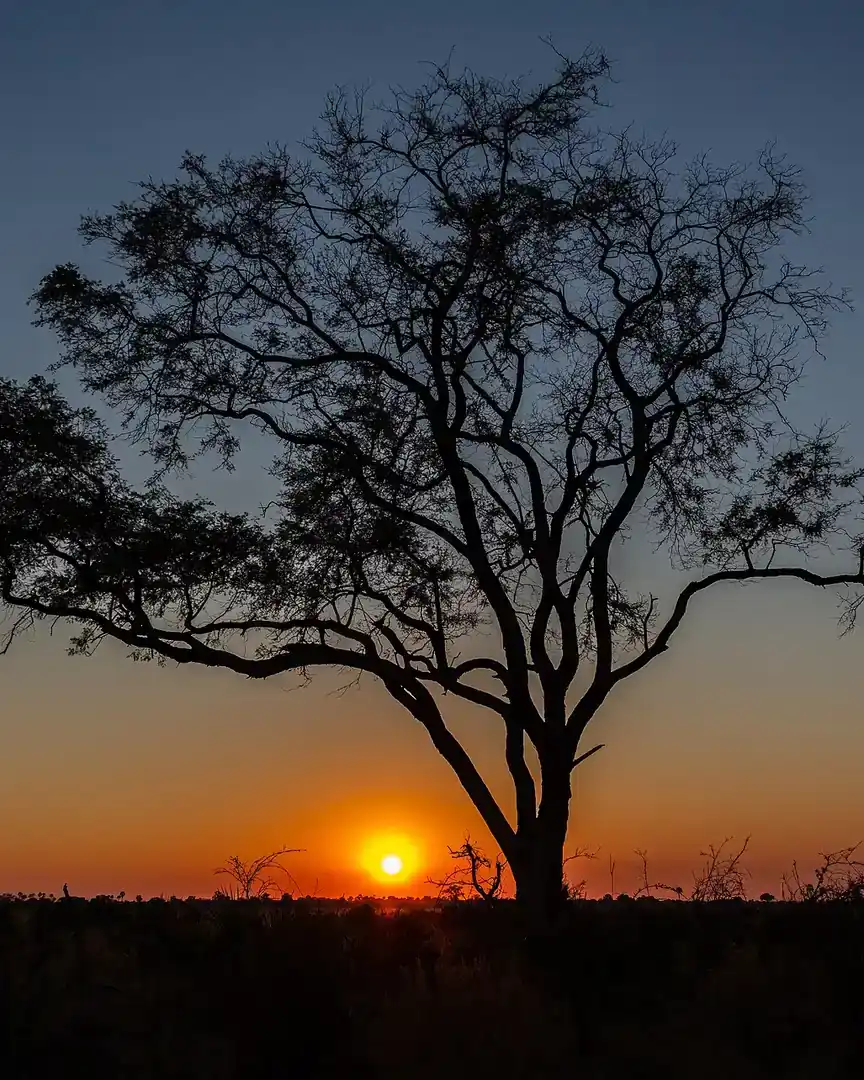 Foto: Amanecer en el delta del Okavango · Botsuana