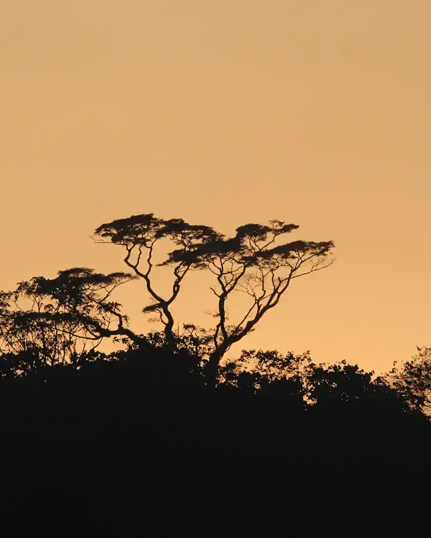 Foto: Atardecer en el bosque de Kahuzi-Biega · República Democrática del Congo