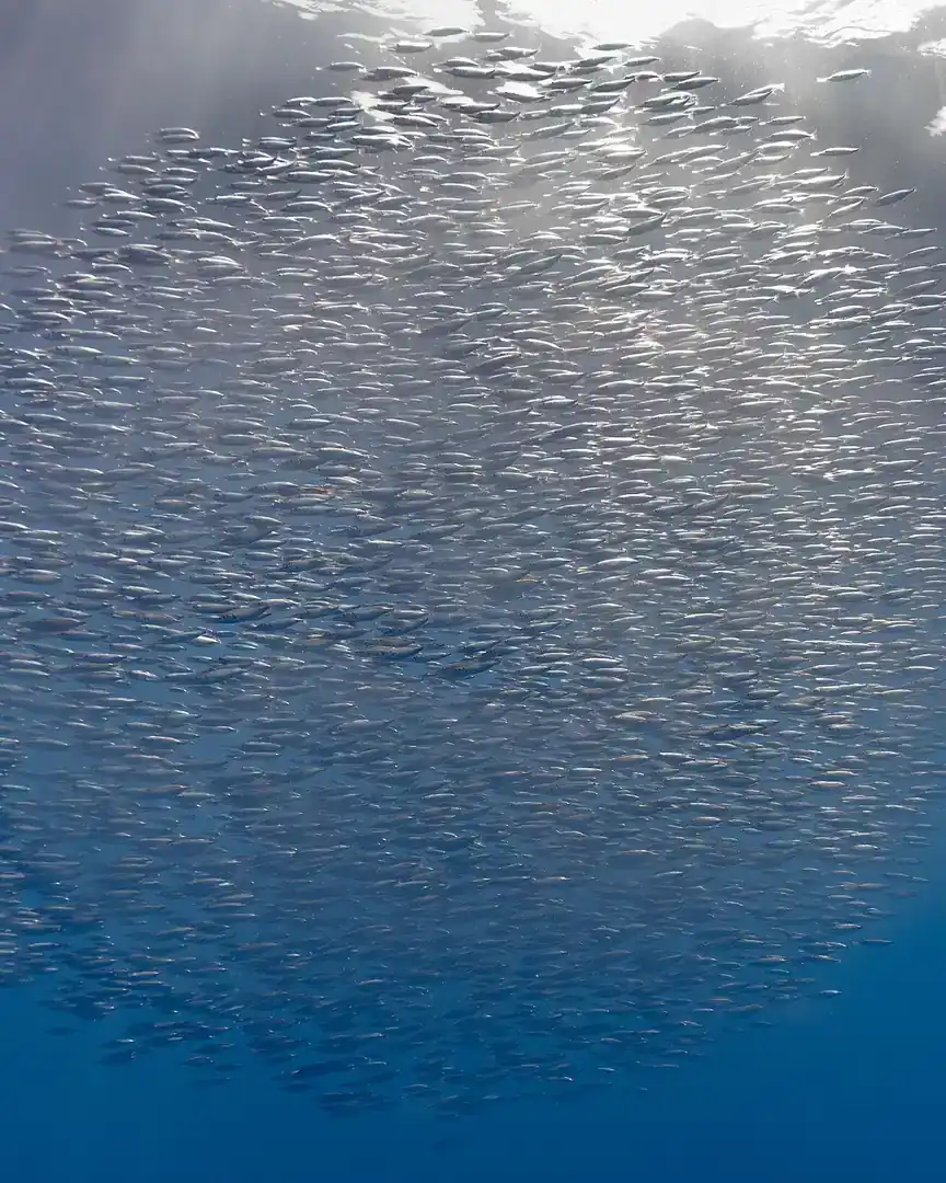 Foto: Banco de peces trompeta (Azores) · Océanos
