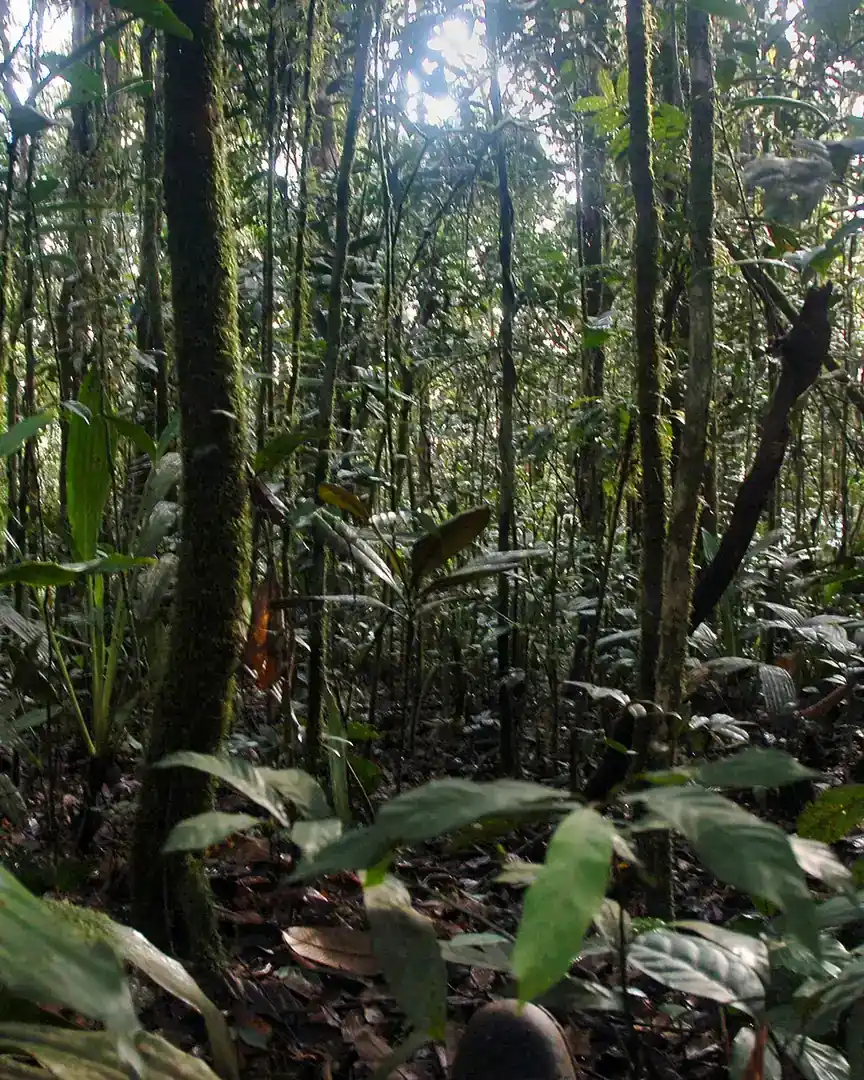 Foto: Monte Mimongo · Gabón