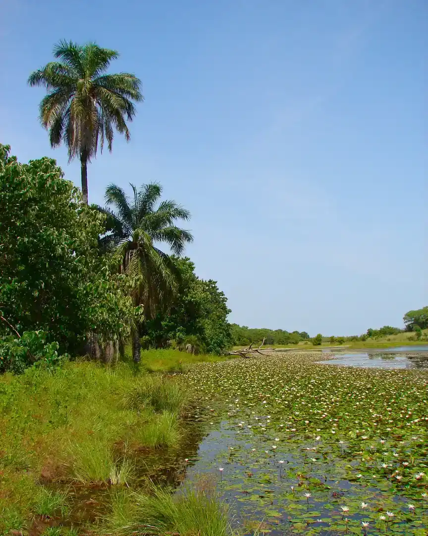 Foto: Parque nacional Kiang West · Gambia