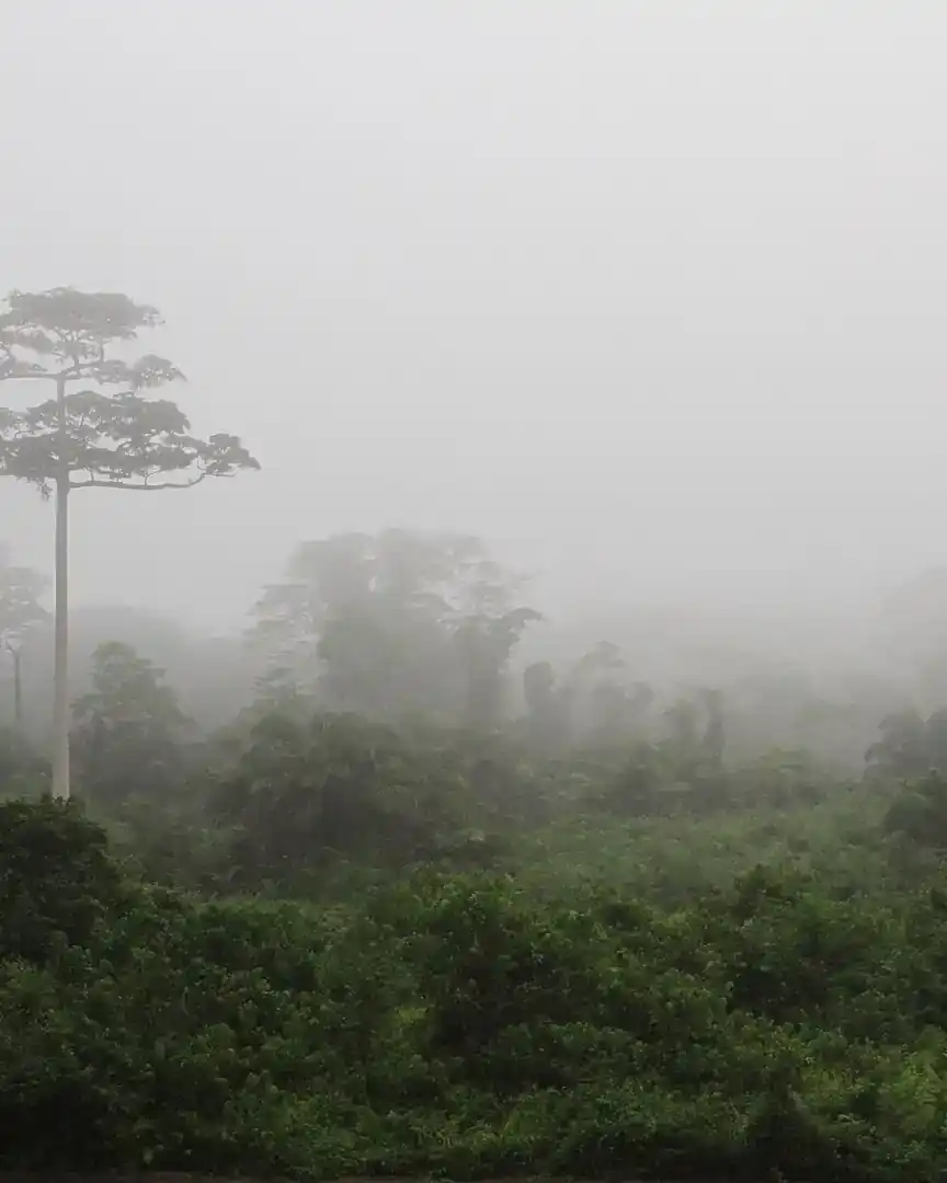 Foto: Parque Nacional de Taï · Costa de Marfil