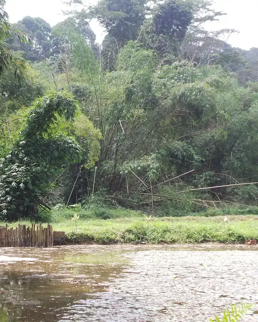 Foto: Parque nacional del Banco · Costa de Marfil