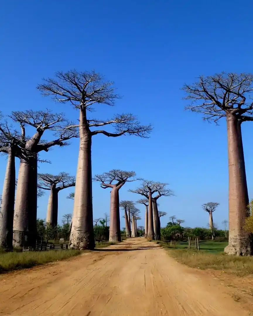 Foto: Avenida de los Baobabs · Madagascar
