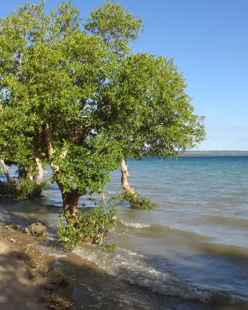 Foto: Parque nacional de Quirimbas · Mozambique
