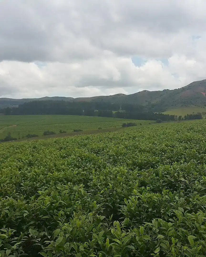 Foto: Meseta de Mambilla · Nigeria