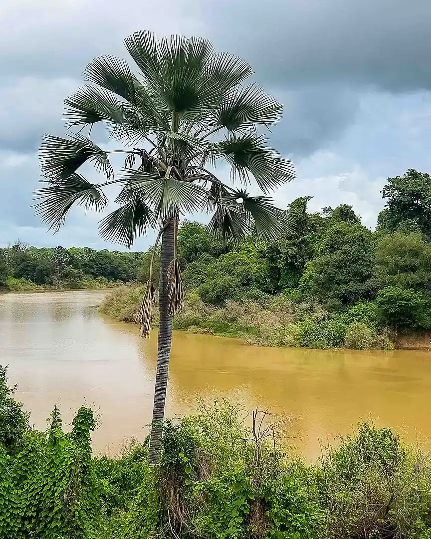 Foto: Río Gambia (Niokolo-Koba) · Senegal