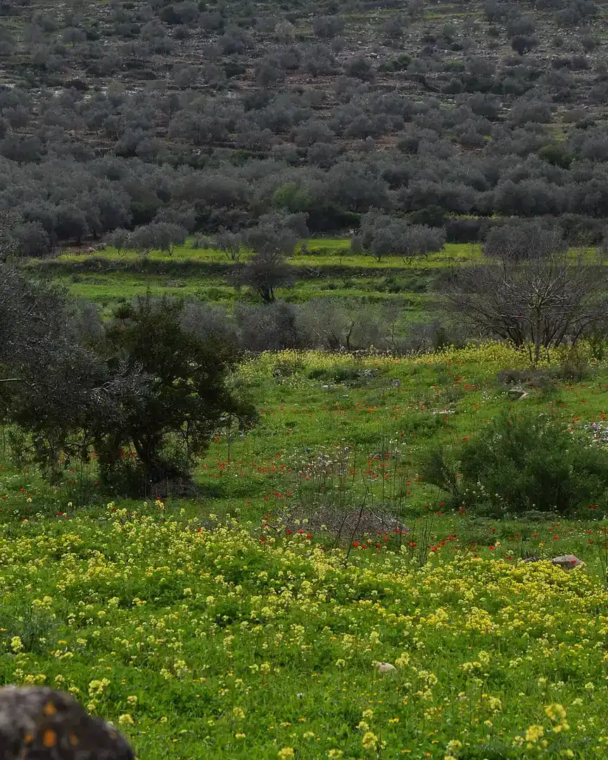 Foto: Wadi Qana · Palestina
