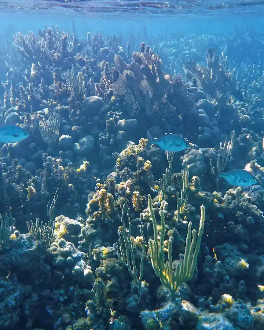 Foto: Arrecife Glover · Belice