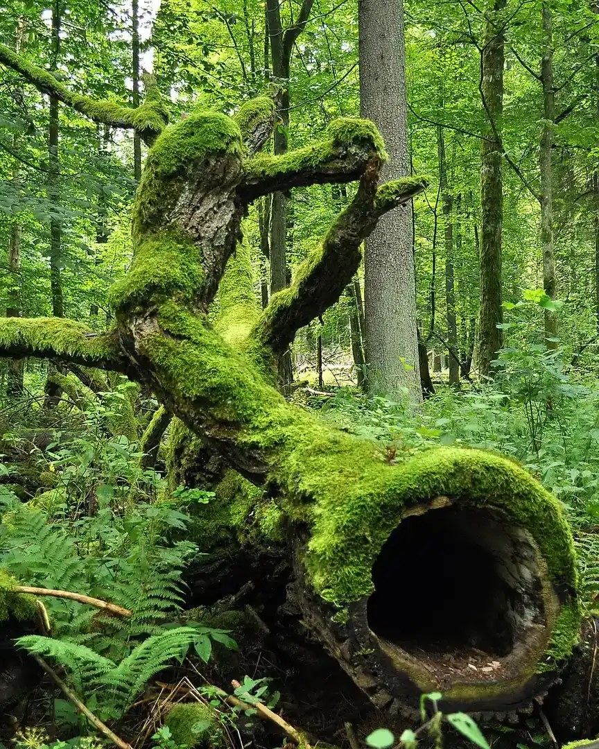 Foto: Parque nacional de Białowieża · Polonia
