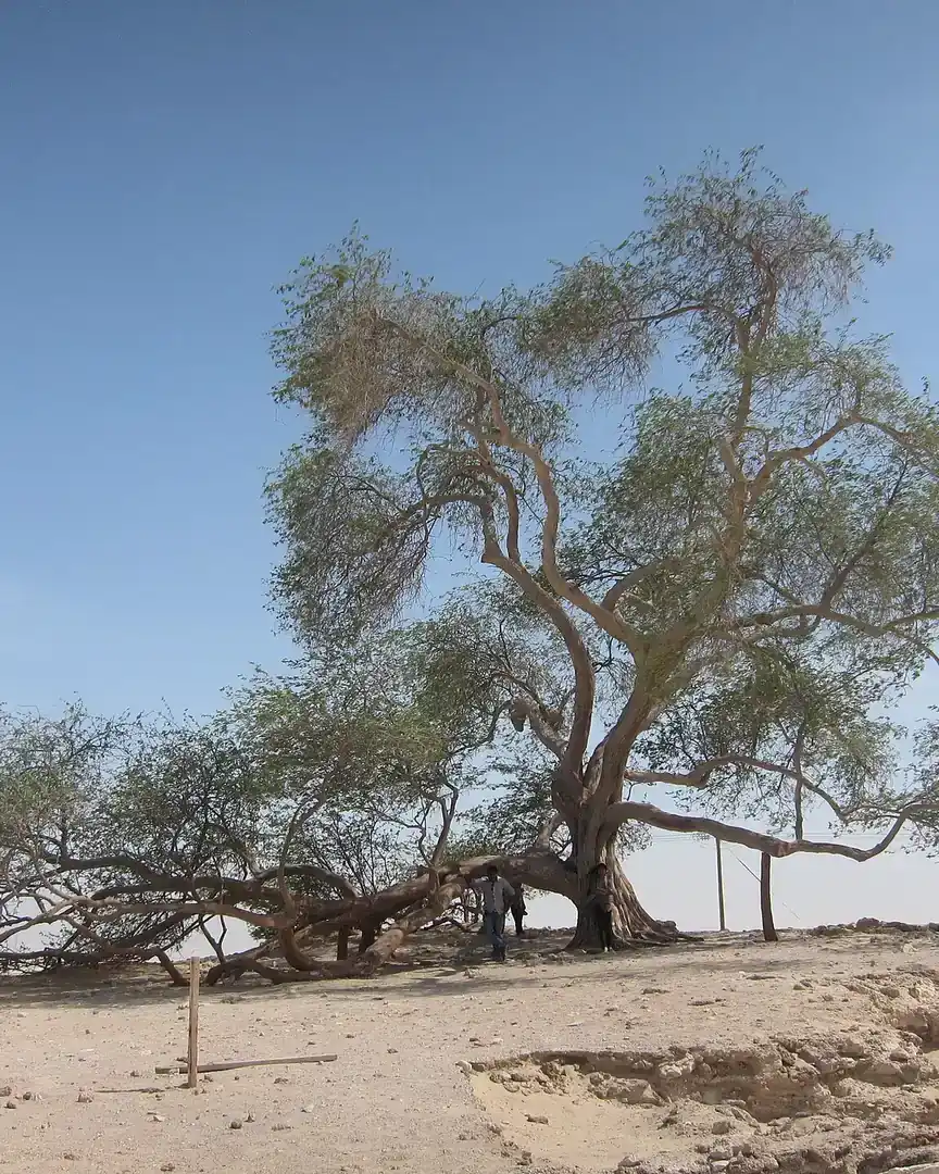 Foto: Árbol de la Vida (Sakhir) · Baréin