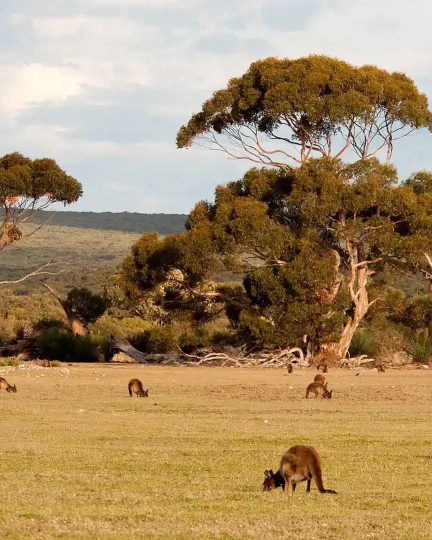 Foto: Isla Canguro · Australia
