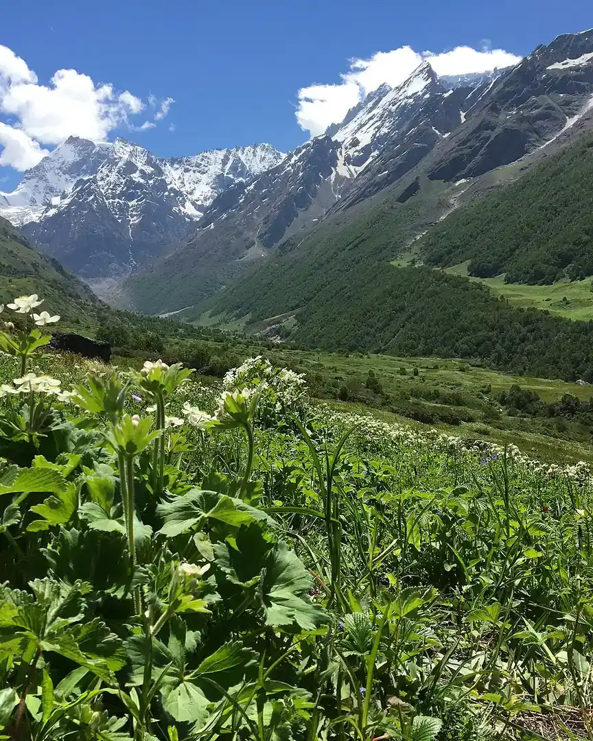 Photo : Parc national de la Vallée des fleurs · Inde