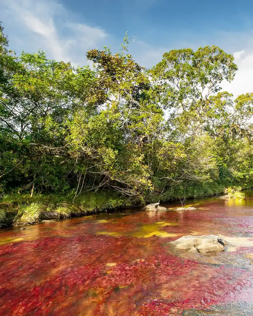 Foto: Caño Cristales · Colombia