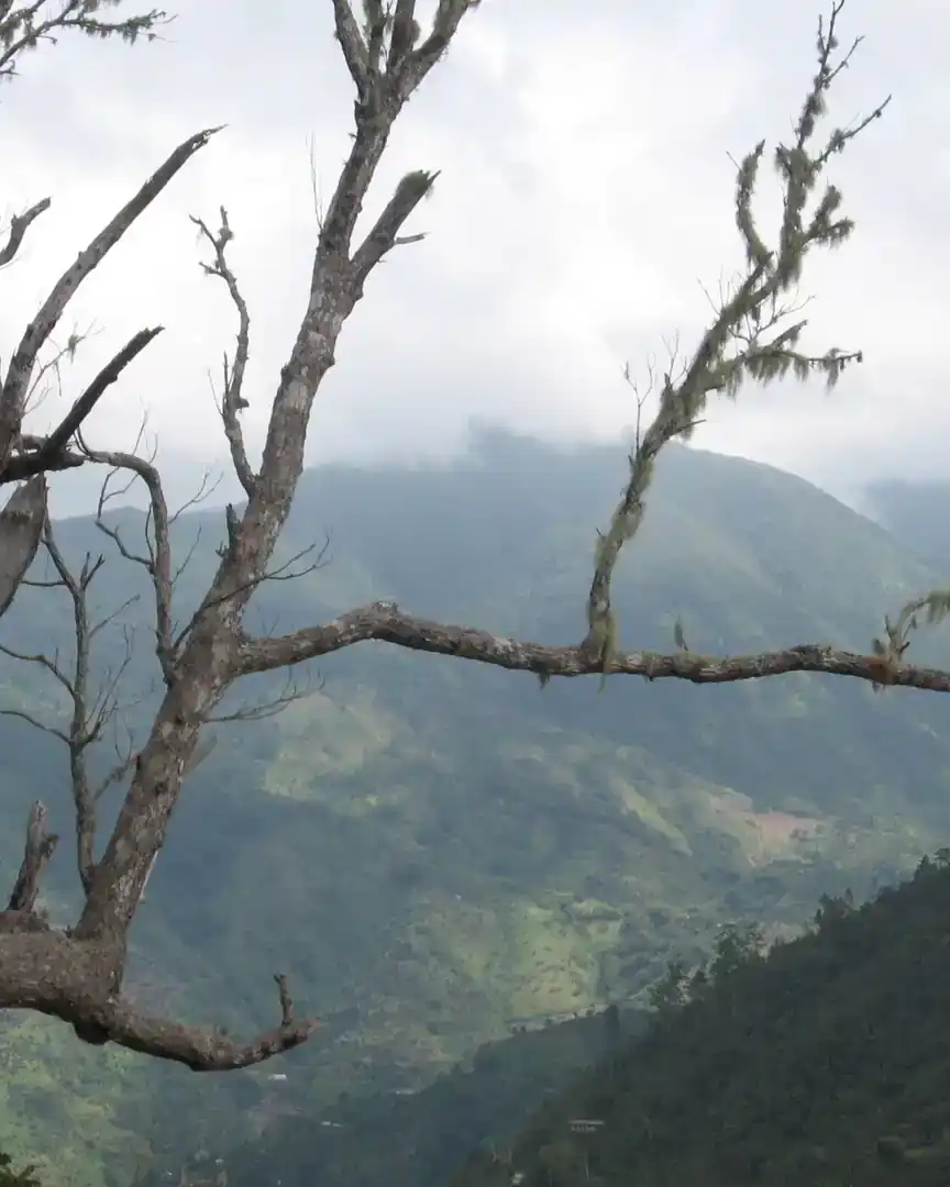 Foto: Montañas Azules · Jamaica