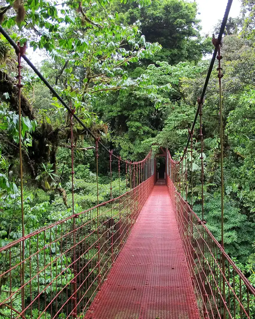Foto: Biologisch reservaat Nevelwoud Monteverde · Costa Rica