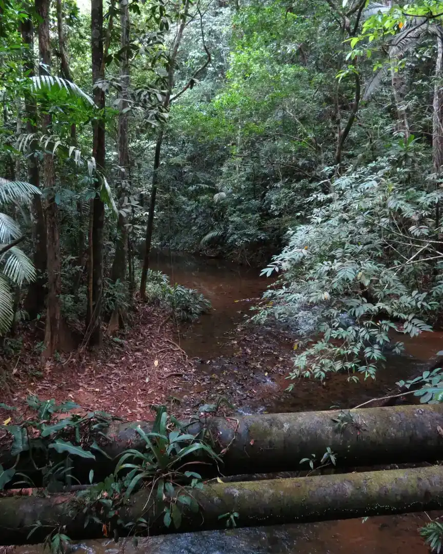 Foto: Parque nacional Soberanía · Panamá