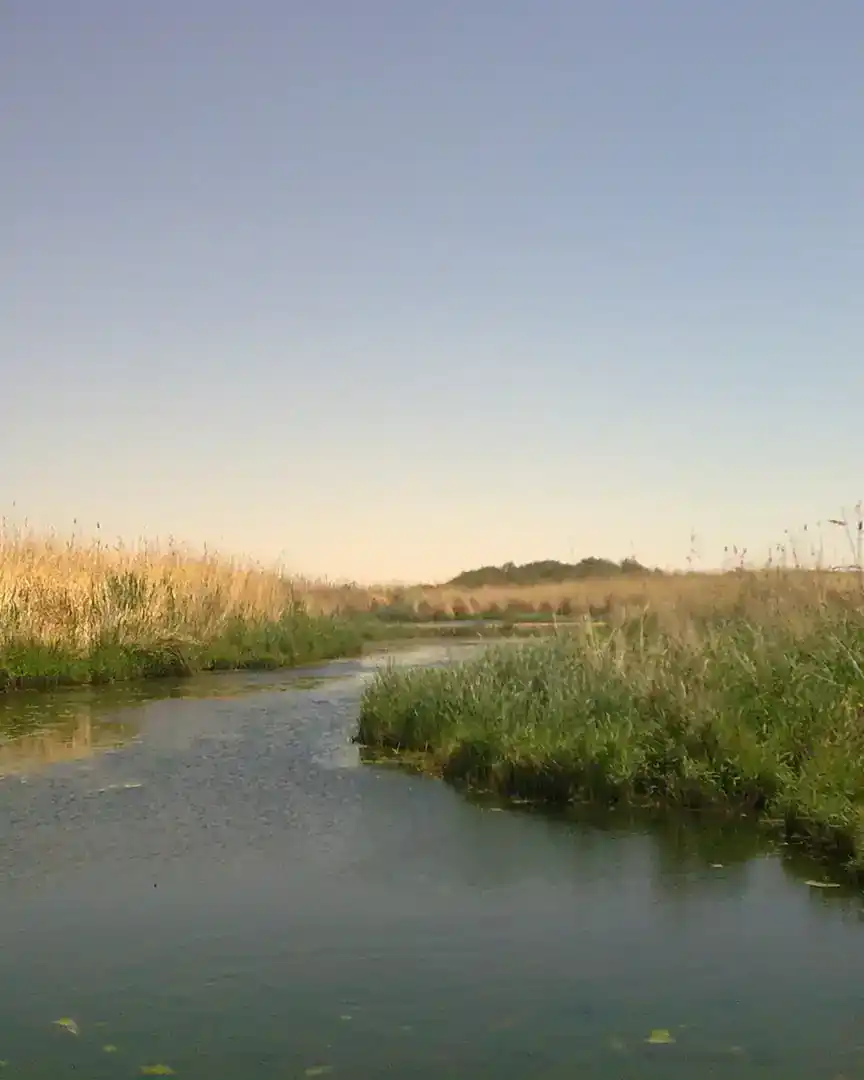 Zdjęcie: Rezerwat mokradeł Azraq · Jordania