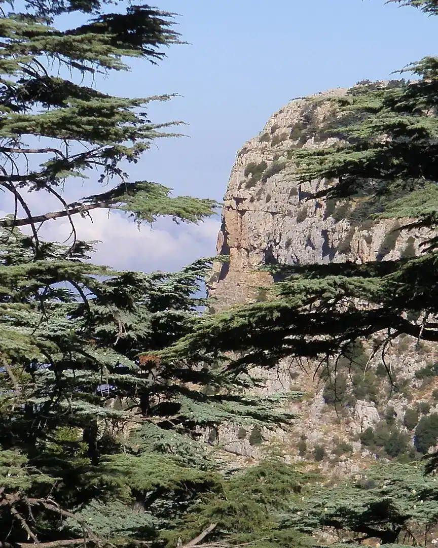 Foto: Reserva de cedros de Tannourine · Líbano