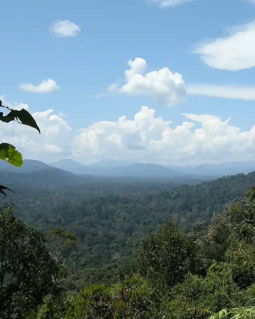Foto: Parque nacional Taman Negara · Malasia
