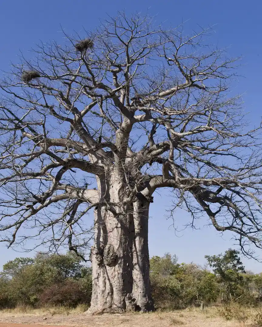 Foto: Parque nacional de Iona · Angola