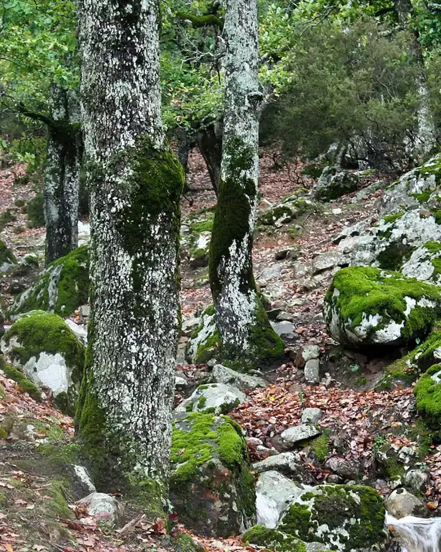 Foto: Parque nacional de El Feidja · Túnez