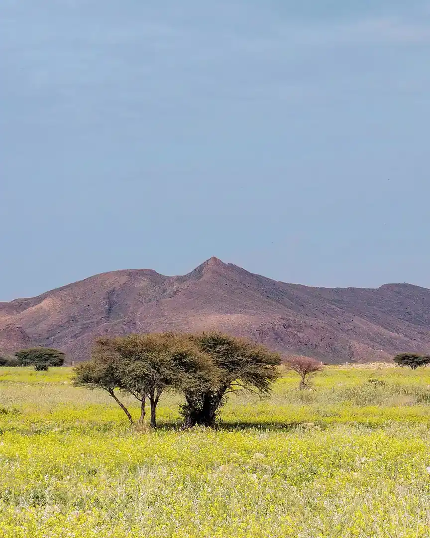 Foto: Parque nacional de Bouhedma · Túnez
