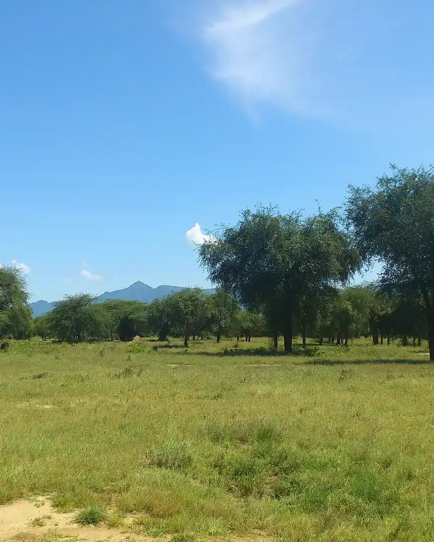 Foto: Savana dell'Equatoria Orientale · Sud Sudan