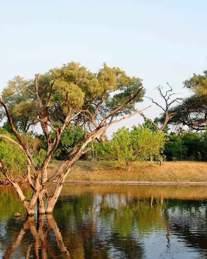 Foto: Canale di Savuti · Botswana