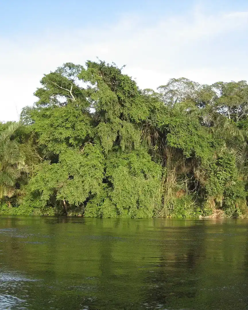 Foto: Río Alima · Congo